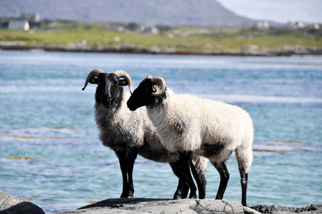 群羊，mannin 湾，爱尔兰