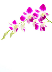 紫色兰花孤立白色背景