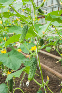 蔬菜大棚黄瓜