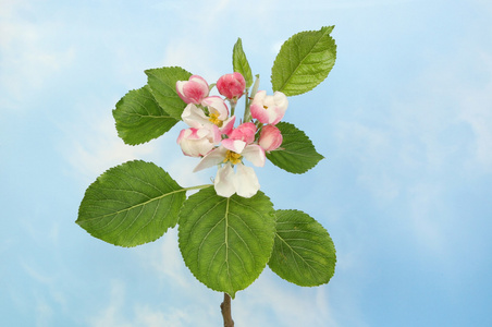 苹果花