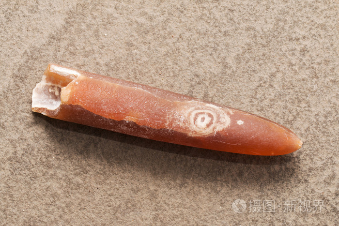 箭石乌贼的化石