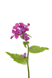 诚信为本植物诚信为本的花朵照片