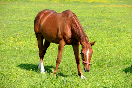 草原养图片-草原养素材-草原养插画-摄图新视界