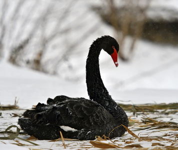 在冬季自然黑天鹅