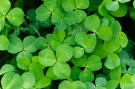 绿色三片叶子的三叶草地毯覆盖一片草地照片