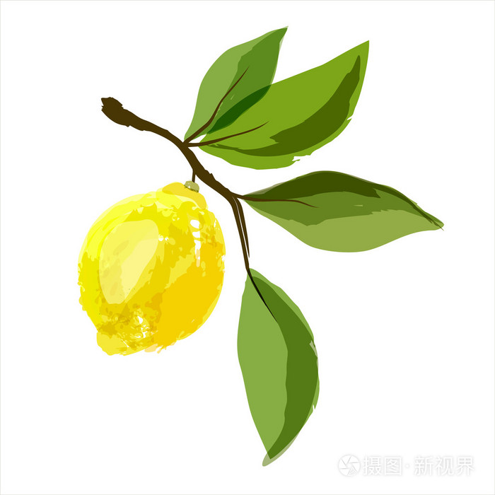 用树叶树枝上柠檬插画-正版商用图片1fnq3t-摄图新视界