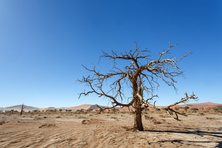 在 sossusvlei，纳米比亚的死树