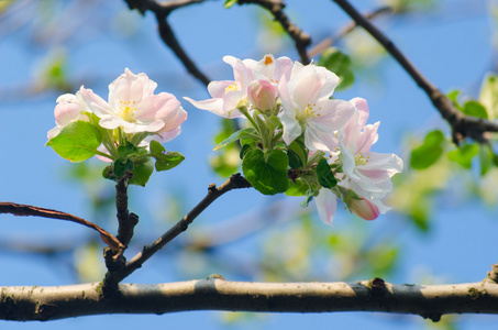 春天开花的树上的苹果