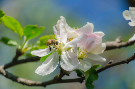 春天开花的树上的苹果