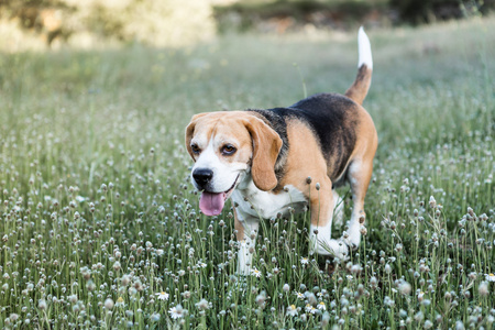 棕色的小猎犬