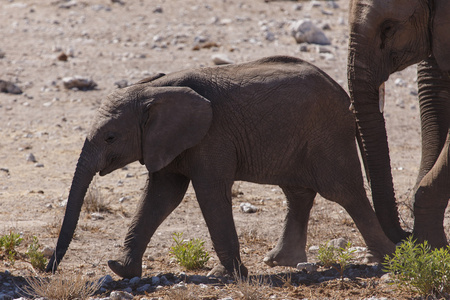 年轻的大象在纳米比亚埃托沙野生动物园