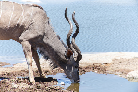 捻角羚在纳米比亚埃托沙野生动物园