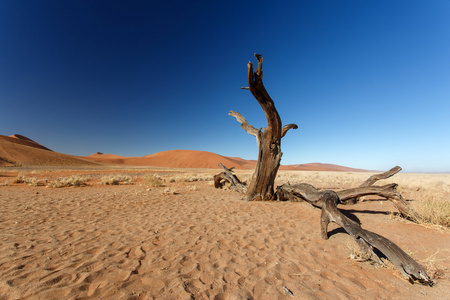 在 sossusvlei，纳米比亚的死树