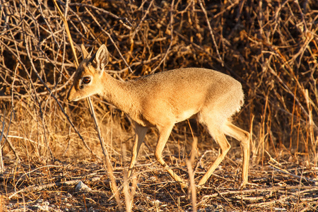 荻荻在纳米比亚埃托沙野生动物园