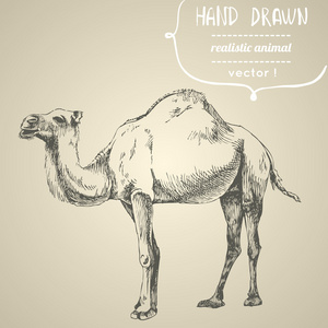 骆驼。手绘制的矢量图