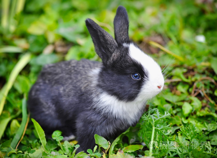 在草丛中有趣的小兔子