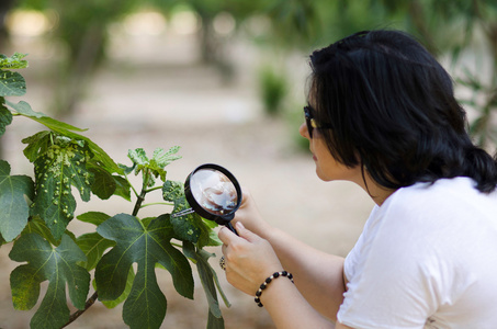 植物学家在无花果树上找到叶瘿图片