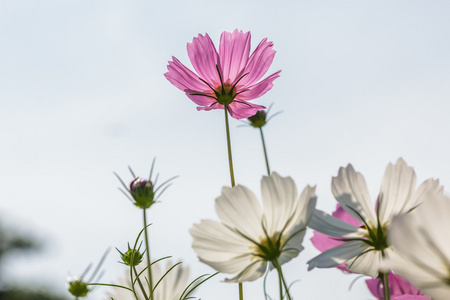 波斯菊