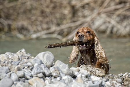 小狗可卡犬在水里玩