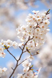 樱花樱花