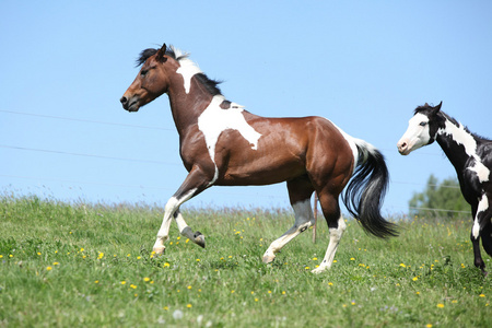 华丽的棕色和白色种马的漆马赛跑