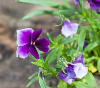 紫丁香花