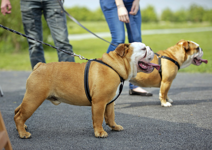 英国斗牛犬狗小狗，在户外