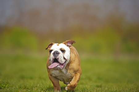 英国斗牛犬狗小狗在外面玩