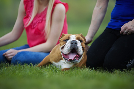 英国斗牛犬狗小狗躺在主人旁边的草地上