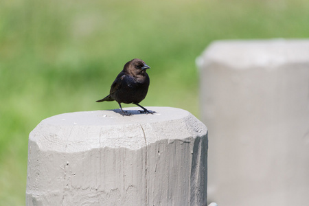 布朗率领 cowbird