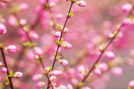 美丽日本樱花樱花