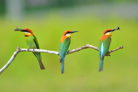 板栗为首的蜂鸟图片