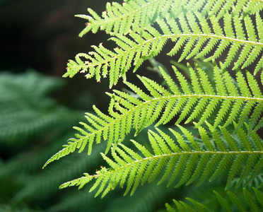 蕨类植物在阳光下