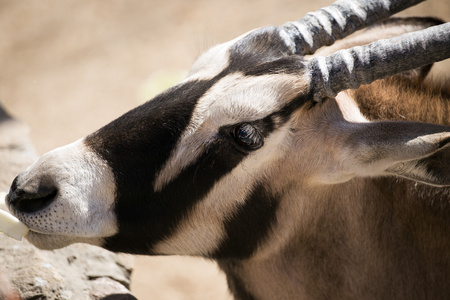 北京动物园藏羚羊图片