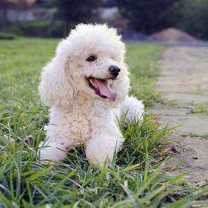 贵宾犬狗