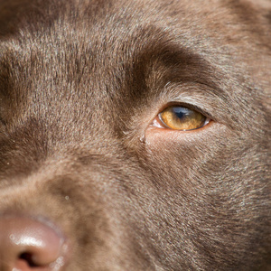 棕色拉布拉多犬的特写镜头