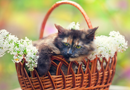 可爱的猫咪休息在一个篮子里