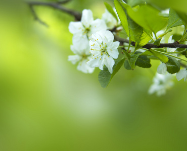 樱桃树开花特写