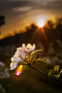 苹果花