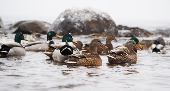 雪中湖上的鸭子照片