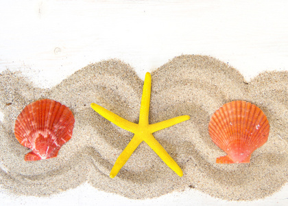 海边的贝壳和沙滩上的海星