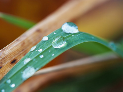 叶子上的水珠