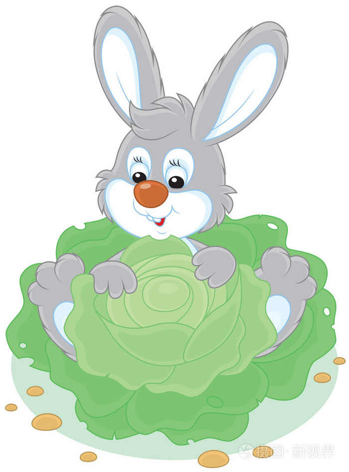 一棵大白菜的兔子