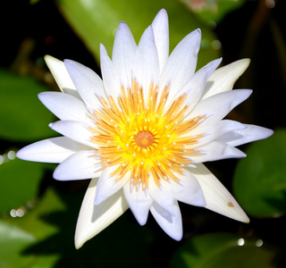 荷花白莲花图片