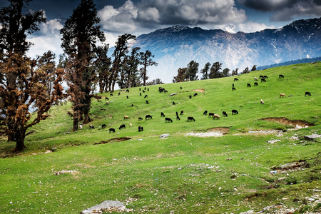 放牧绵羊在喜马拉雅山 印度