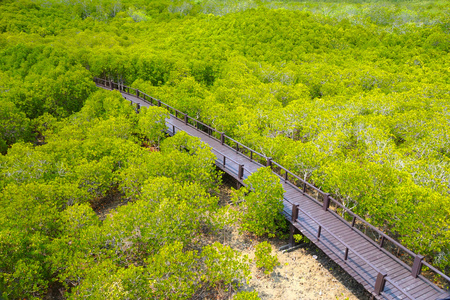 红树林森林步道