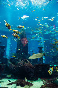 在一片珊瑚礁水族馆热带鱼