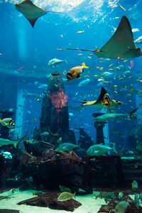 在一片珊瑚礁水族馆热带鱼