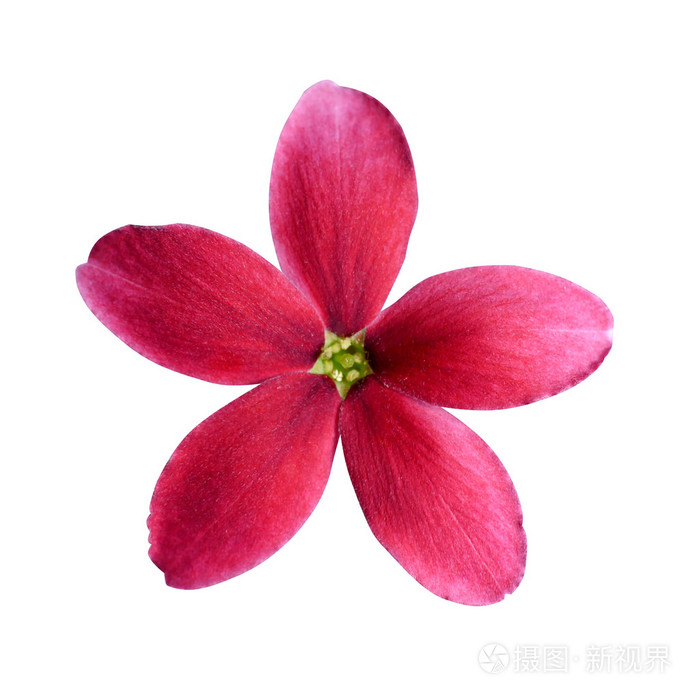 仰光爬山虎花白色背景上照片 正版商用图片1foqr7 摄图新视界