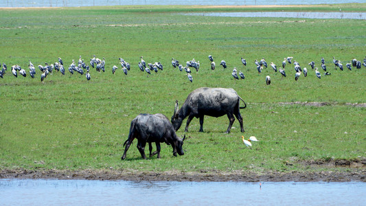 水牛吃草，在野生动物保护